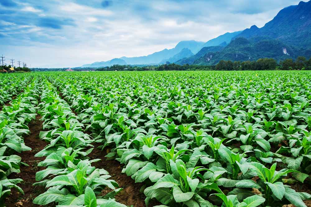 Tobacco comapy web designing Chevron leaf tobacco suppliers harare zimbabwe 
